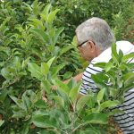 Escolha suas frutas diretamente do pé em Fraiburgo, terra da maça