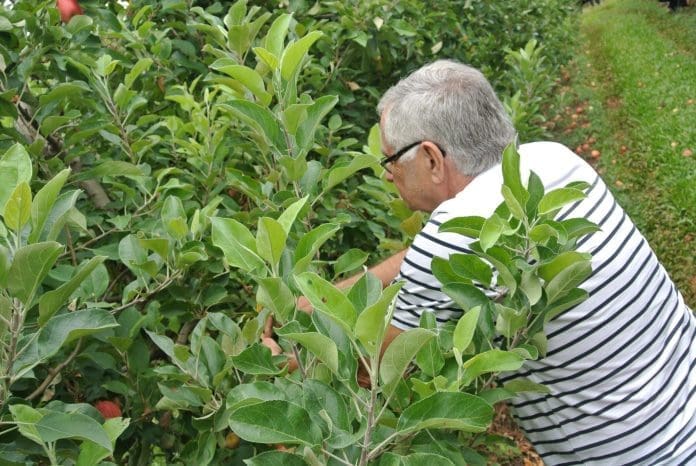 Escolha suas frutas diretamente do pé em Fraiburgo, terra da maça