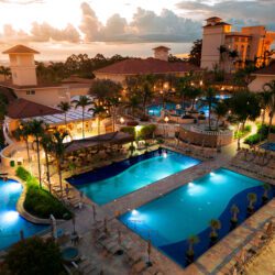 ROYAL-PALM