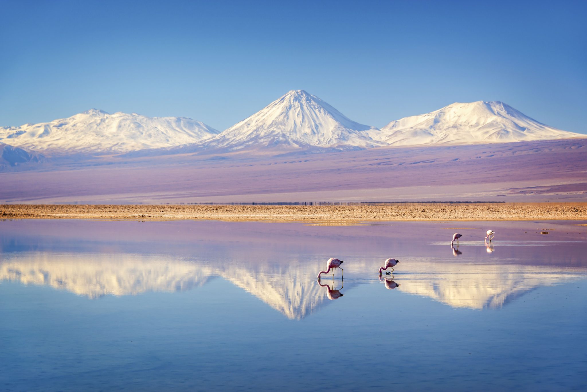 Snowy Licancabur volcano in Andes montains reflecting in the wate of Laguna Chaxa with Andean flamingos, Atacama salar, Chile