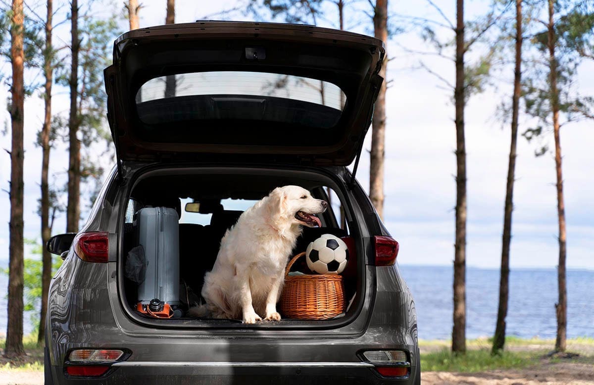 viajar-pets