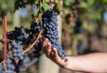 Por dentro das vinícolas brasileiras Por dentro das vinícolas brasileiras
