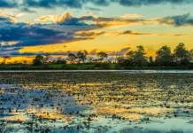 Pantanal, saiba qual melhor período para o turista 60+